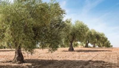 Βελόπουλος: «Χιλιάδες στρέμματα με ελιές Καλαμών οδηγούνται σε εγκατάλειψη»