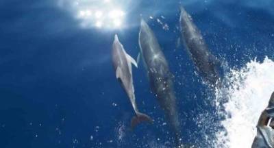 Συναρπαστικό: Δελφίνια παίζουν στ' ανοιχτά της Ζακύνθου! (video)