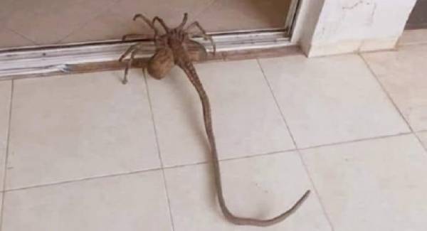 Προσοχή! Εμφανίστηκε στην Πελοπόννησο η αράχνη – σκορπιός! Μην τρομάξετε…