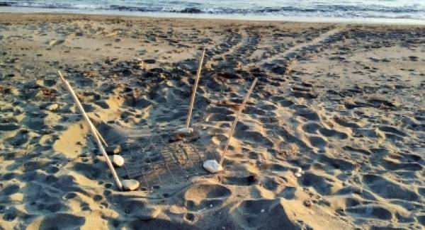 Φωλιές caretta caretta στην παραλία της Νεάπολης