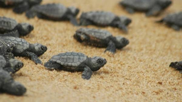 SOS: ARCHELON appeals for reduction of light pollution so that hundreds of baby turtles at the sea turtle nesting beaches of Mavrovouni, Selinitsa, Vathi and Valtaki in Lakonikos bay are not lost.