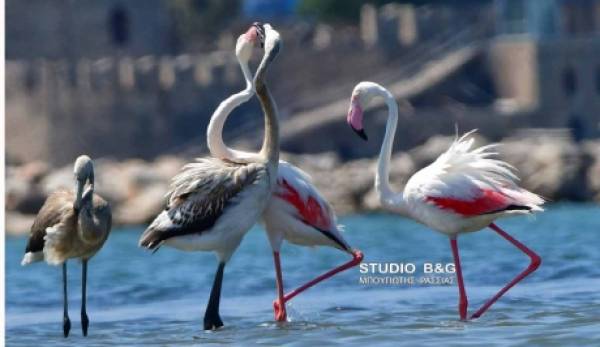 Ναύπλιο: Η πόλη των πανέμορφων Φλαμίγκο (video/photos)