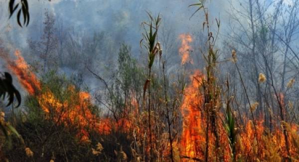 Πυρκαγιά σε εξέλιξη στις Καμάρες Σπάρτης