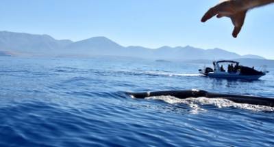 Τι συμβαίνει; Φάλαινα φυσητήρας μήκους 20 μέτρων στη Μάνη!