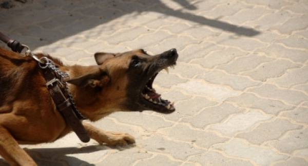 Μεσσήνη: Σκύλος δάγκωσε στο λαιμό 7χρονο αγοράκι