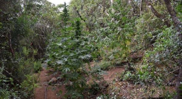 Μια ακόμα «ορφανή» φυτεία κάνναβης στη Μεσσηνία με δενδρύλλια ύψους 2,50 μέτρων