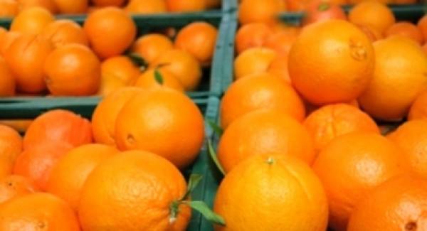 Πορτοκάλια: Στα 80 λεπτά τιμή παραγωγού! Απειλή μαύρης κηλίδας από Αφρική!