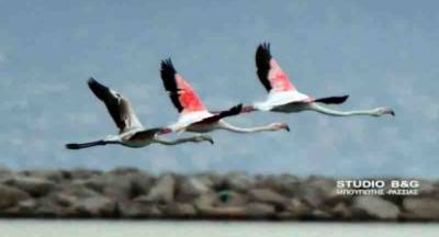 Όμορφες πινελιές ιπτάμενης ελευθερίας στο Ναύπλιο (photos)