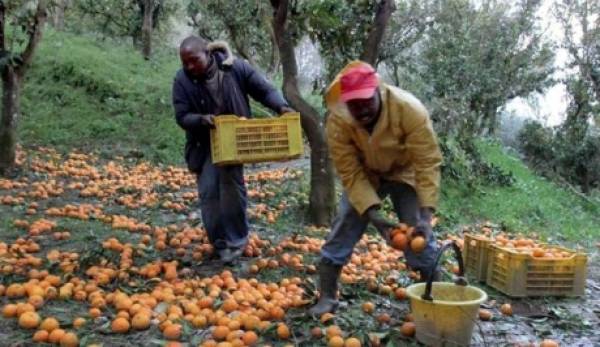 Η πανδημία «απειλεί» την ομαλή συγκομιδή πορτοκαλιού