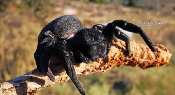 Απειλούμενη αράχνη εντοπίστηκε στο Ναύπλιο (photos)
