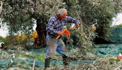 Πετράκος: «Μισές  δουλειές  για τους ελαιοπαραγωγούς … από τον υπουργό Αγροτικής Ανάπτυξης»