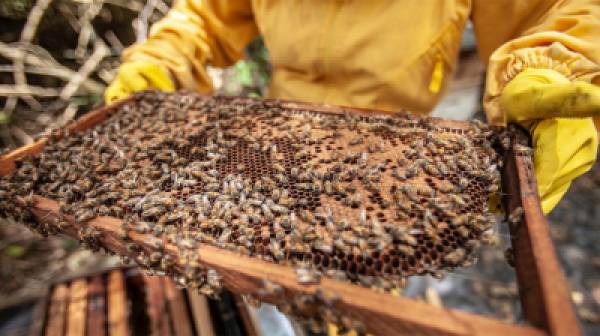 Δήλωση κατεχομένων κυψελών από τους μελισσοκόμους
