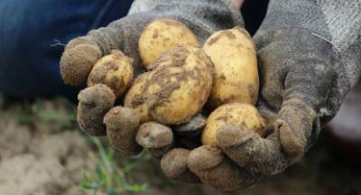 Στήριξη ζητούν οι παραγωγοί πατάτας και μοσχοφίλερου στην Αρκαδία