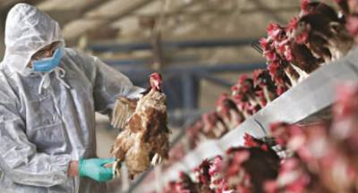 Μέτρα βιοασφάλειας κατά της Γρίπης των πτηνών