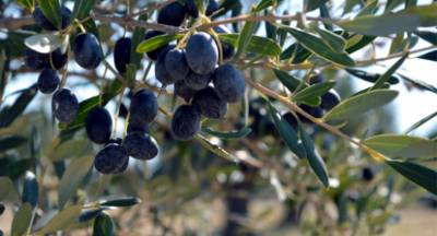 Αgronews.gr: Ο ρεαλισμός του Kalamata Olives και η ουτοπία του ΠΟΠ Ελιά Καλαμάτας