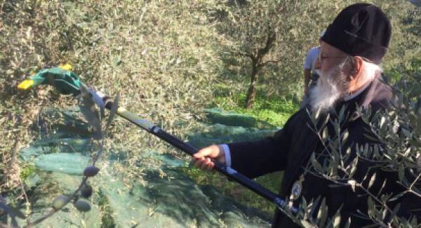 Ο Μητροπολίτης που στα 84 χρόνια του, οργώνει με τρακτέρ και μαζεύει ελιές
