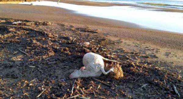 Τα νεκρά πρόβατα που ξέβρασε η θάλασσα στην Αμαλιάδα τα έριξαν από πλοίο!