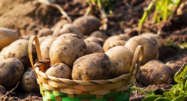 Τιμές και πανδημία κλονίζουν την παραγωγή πατάτας  στη Μεσσηνία