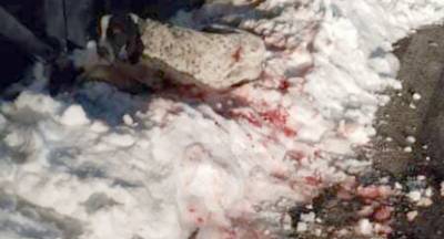 Σκληρές εικόνες! Εγκατέλειψαν αιμόφυρτο σκύλο στο χιόνι!