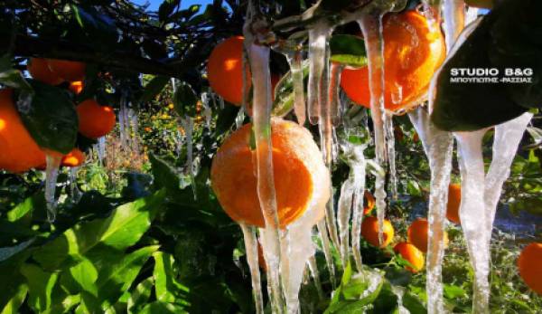 Παγετός σκέπασε τις καλλιέργειες της Αργολίδας (video)