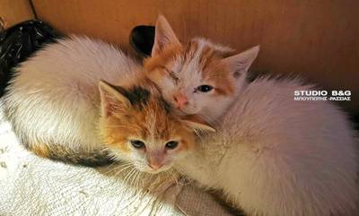«Ευλογημένα» γατάκια που γεννήθηκαν στο Ναύπλιο, στα πόδια Αγίων!