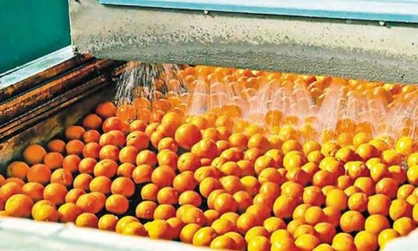 Τα χυμοποιεία δεν απορροφούν το πορτοκάλι της Αργολίδας