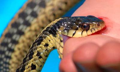 Ήρθε η ώρα να μάθεις πόσο επικίνδυνο είναι το φίδι που θα συναντήσεις! (video)