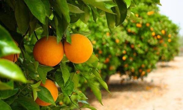Λακωνία: Mειωμένη η παραγωγή στο πορτοκάλι. Ελπίζουν στα Βαλέντσια!