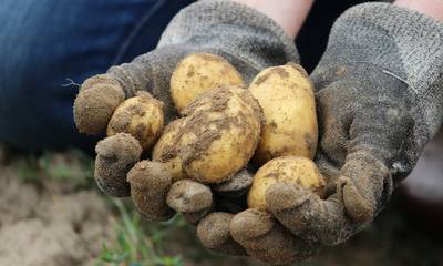 Μειώνεται το ανώτερο όριο υπολειμμάτων chlorpropham στην πατάτα