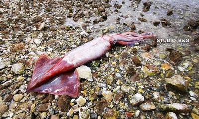 Ένα μεγάλο καλαμάρι εντοπίσθηκε νεκρό στην παραλία Καραθώνας Ναυπλίου (photos)