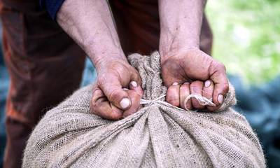Mια γροθιά, Μεσσήνιοι και Λάκωνες για την κατοχύρωση της ελιάς Καλαμών και της ΠΟΠ Ελιάς Καλαμάτας