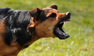 Κόρινθος: Σκύλος επιτέθηκε και τραυμάτισε σοβαρά 8χρονο