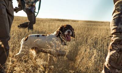 Δαβάκης: «Το κυνηγετικό σκυλί είναι κάτι περισσότερο από ζώο συντροφιάς για τον κυνηγό»
