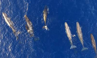 Ιόνιο Πέλαγος: Φάλαινες ταΐζουν τα μικρά τους - Μαγικές εικόνες από drone
