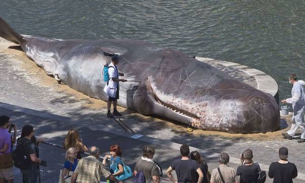 Φάλαινα ξεβράστηκε νεκρή με 16 κιλα πλαστικό στην κοιλιά της