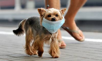 Ανακαλύφθηκε νέος κορoνοϊός σε σκύλους με πιθανότητα μετάδοσης και σε ανθρώπους