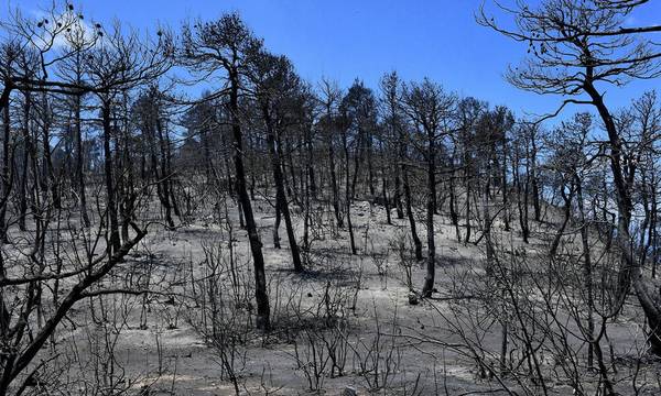 Η πυρκαγιά στα Γεράνεια Όρη η πιο καταστροφική της τελευταίας δεκαετίας (video)