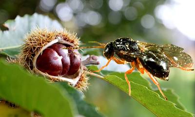 Βιολογικό Πρόγραμμα: Εξαπολύθηκε το έντομο Torymus sinensis κατά της σφήκας της καστανιάς!