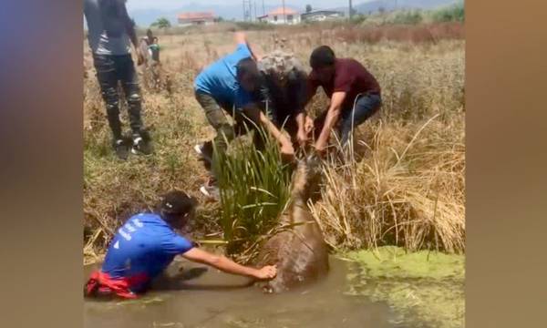 «Κραυγή βοήθειας» από γάιδαρο που βρέθηκε σε αποστραγγιστικό κανάλι στην Μεσσήνη (video)