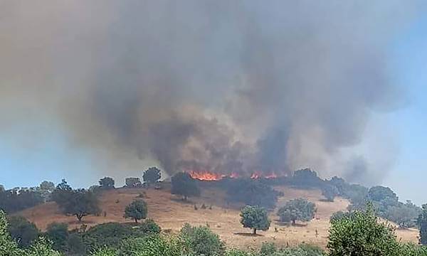 Πυρκαγιά στην Ποταμιά του Δήμου Σπάρτης - Επιχειρούν 31 Πυροσβέστες (video)