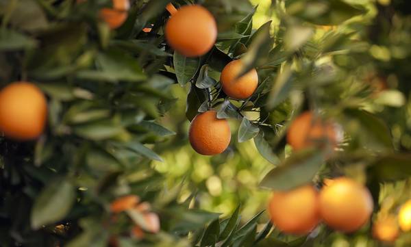 Λακωνία: Είχαν κλέψει πάνω από 38 τόνους … πορτοκάλια οι 4 δράστες!