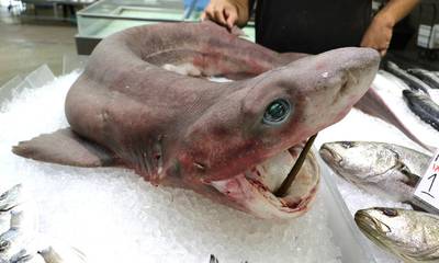 Προσοχή! Καρχαρίας που προστατεύεται από τους ανθρώπους στη Μεσσηνία!