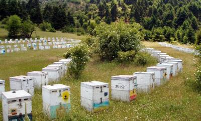 Oι μελισσοκόμοι της Πελοποννήσου είναι δυσαρεστημένοι από την παραγωγή!