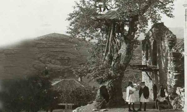 Τα δέντρα, στην Πελοπόννησο, μιλούν για το ’21