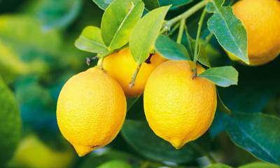 Οι μεταβολές του καιρού μειώνουν τη παραγωγή λεμονιού