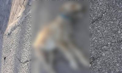 Φρίκη στο Ναύπλιο: Έδεσαν σκυλί από το λαιμό και τον έσερναν - Προσοχή σκληρές εικόνες