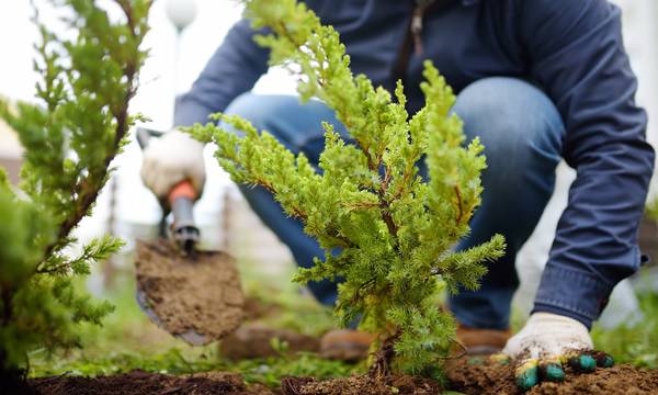 Έρευνα: Το φύτεμα έξτρα δέντρων θα αυξήσει τις καλοκαιρινές βροχές και στη νότια Ευρώπη