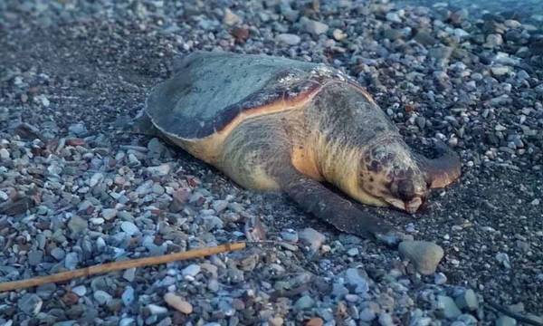 Νεκρή μια ακόμα θαλάσσια χελώνα στη Λακωνία