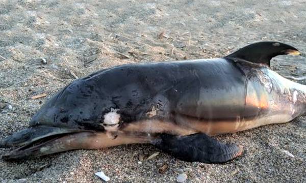 Δελφίνια μαχαιρωμένα και νεκρά σε παραλίες της Κορινθίας