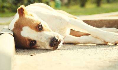 Πάτρα: Σκύλος πέθανε από θερμοπληξία - Συνελήφθη η ιδιοκτήτριά του (video)
